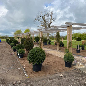 Tree and Shrub Planting