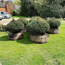 Planting large shrubs!