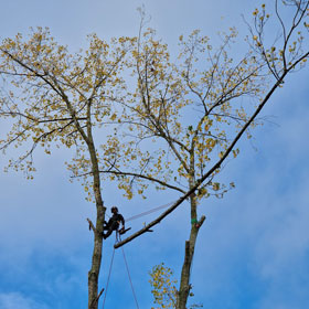 tree surgery