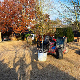 Large trees being planted