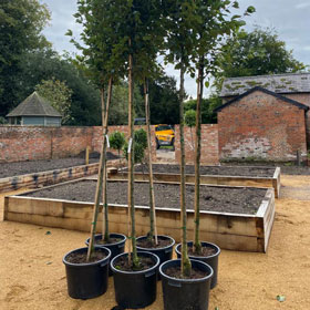 Large trees to be planted