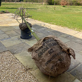 Large tree being planted